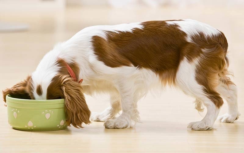 2018911144739181_hond-met-pot.jpg