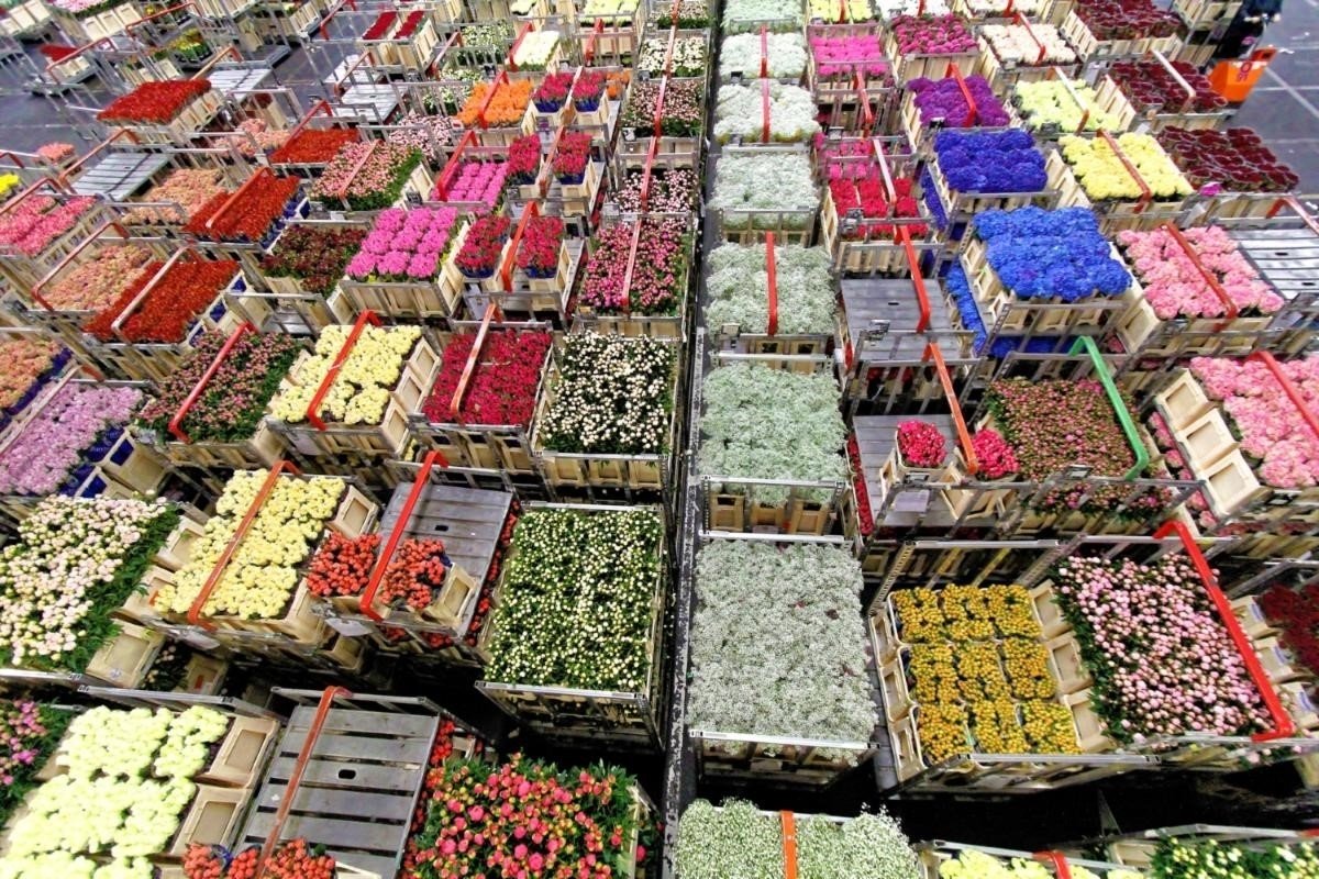20201110142645710_sap-en-dutch-flower-group.jpg