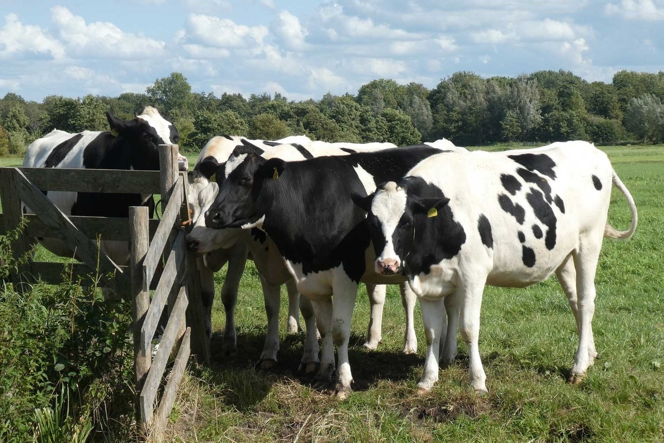 2020128154135420_koeien-transporeon-en-nutreco.jpg