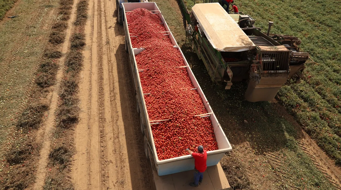 FOTO 3 Kraft Heinz_Tomato Harvest Badajoz (Groot)