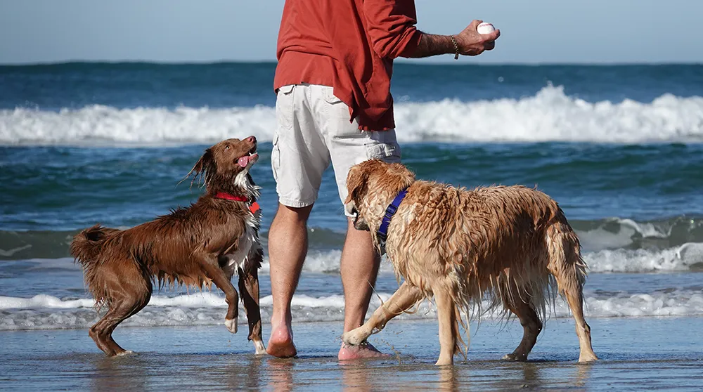 FOTO 3 Mars Petcare_shutterstock_1298976040_klein